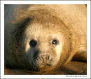 Seal Pup
